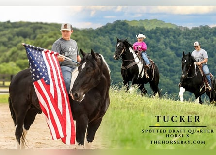 Draft Horse Mix, Gelding, 9 years, 16 hh, Tobiano-all-colors