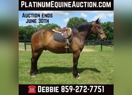 Draft Horse, Gelding, 9 years, 17.1 hh, Bay