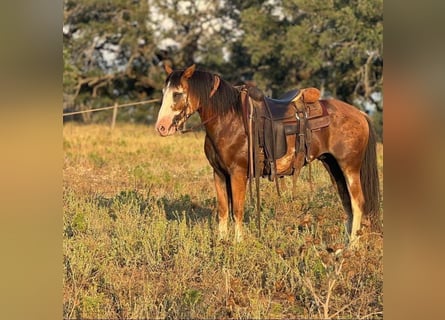 Draft Horse, Gelding, 9 years, Sabino