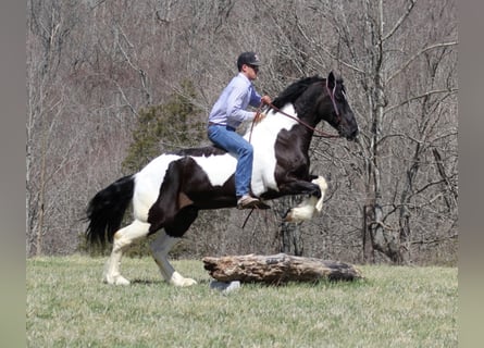 Draft Horse, Gelding, 9 years, Tobiano-all-colors