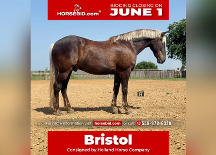 Draft Horse Mix, Gelding, 9 years
