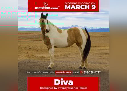 Draft Horse Mix, Giumenta, 10 Anni, 165 cm, Pezzato