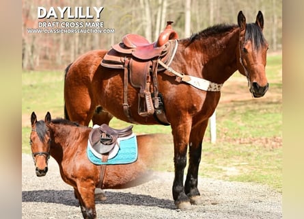 Draft Horse, Giumenta, 11 Anni, 163 cm, Baio ciliegia