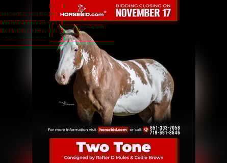 Draft Horse Mix, Giumenta, 11 Anni, 163 cm, Sabino