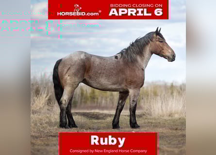 Draft Horse Mix, Giumenta, 4 Anni, 170 cm, Baio roano