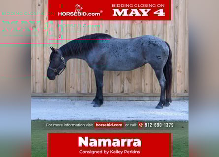 Draft Horse Mix, Giumenta, 4 Anni, Roano blu