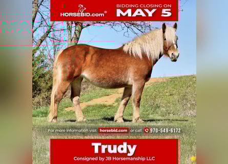 Draft Horse Mix, Giumenta, 5 Anni, 150 cm, Sauro scuro