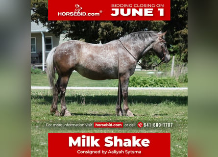 Draft Horse Mix, Giumenta, 5 Anni, 152 cm