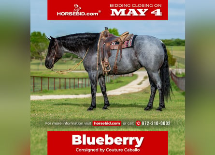 Draft Horse Mix, Giumenta, 5 Anni, 163 cm, Roano blu