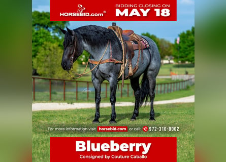 Draft Horse Mix, Giumenta, 5 Anni, Roano blu