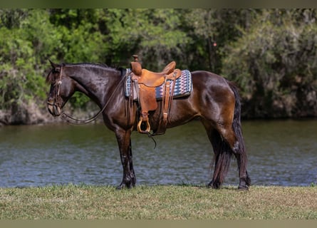 Draft Horse, Giumenta, 6 Anni, 152 cm, Baio ciliegia