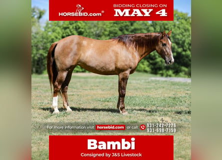 Draft Horse Mix, Giumenta, 6 Anni, 163 cm, Falbo
