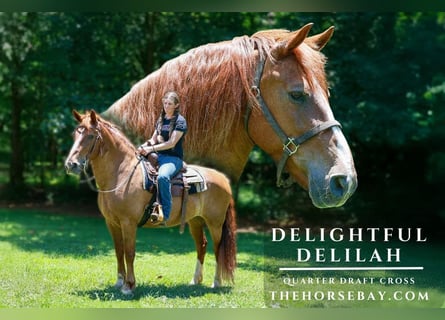 Draft Horse Mix, Mare, 12 years, 15,2 hh, Sorrel