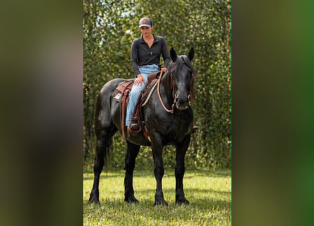 Draft Horse, Mare, 12 years, 16.1 hh, Black