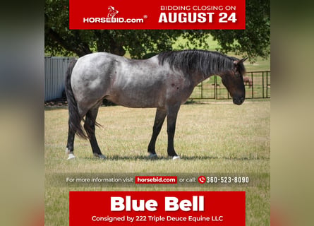 Draft Horse Mix, Mare, 12 years, Roan-Blue