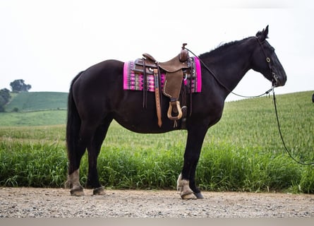 Draft Horse, Mare, 13 years, 15,2 hh, Black