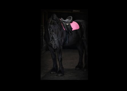 Draft Horse, Mare, 13 years, 16,1 hh, Black