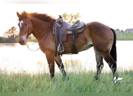 Draft Horse, Mare, 15 years, 16.1 hh, Bay