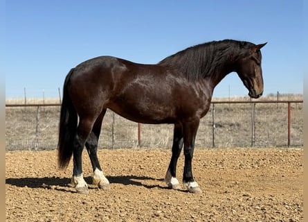 Draft Horse, Mare, 3 years, 17 hh, Bay