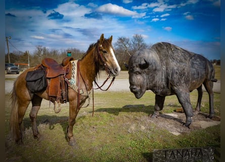 Draft Horse, Mare, 3 years, Grey