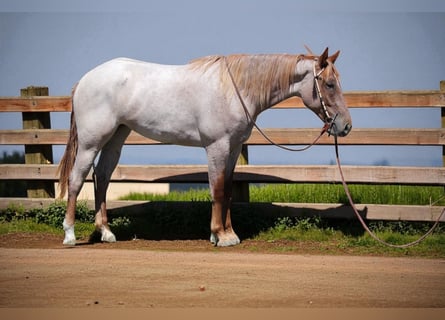 Draft Horse, Mare, 3 years, Roan-Red