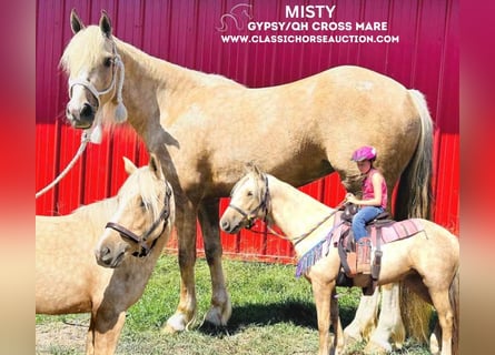 Draft Horse, Mare, 4 years, 14 hh, Palomino