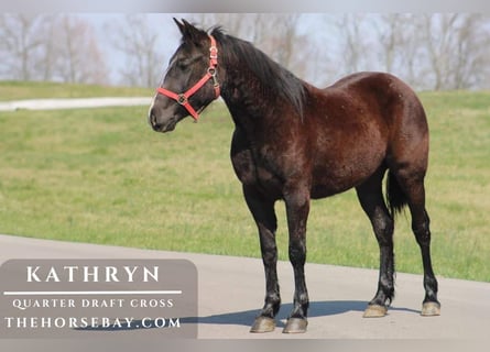 Draft Horse Mix, Mare, 4 years, 14,2 hh, Black