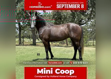Draft Horse Mix, Mare, 4 years, 14,3 hh, Grey