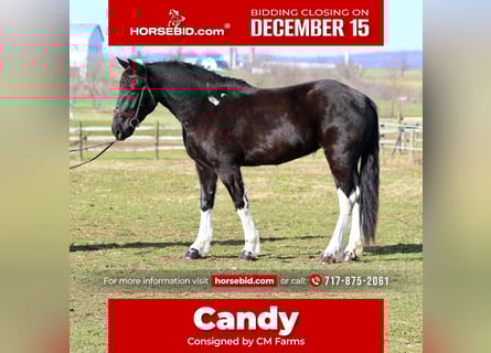 Draft Horse Mix, Mare, 4 years, 15.1 hh, Pinto