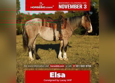 Draft Horse Mix, Mare, 4 years, 15 hh, Roan-Bay