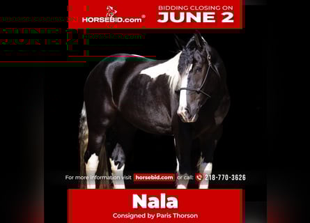 Draft Horse Mix, Mare, 4 years, 15 hh