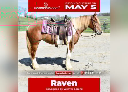 Draft Horse Mix, Mare, 4 years, 15,1 hh
