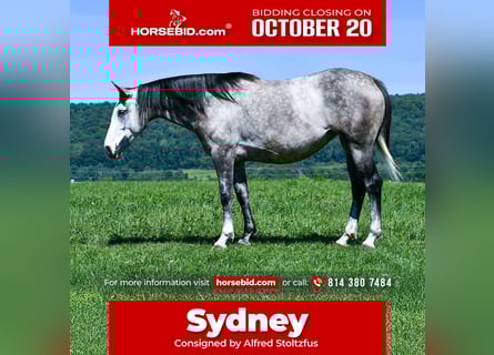 Draft Horse Mix, Mare, 4 years, 15,3 hh, Grey