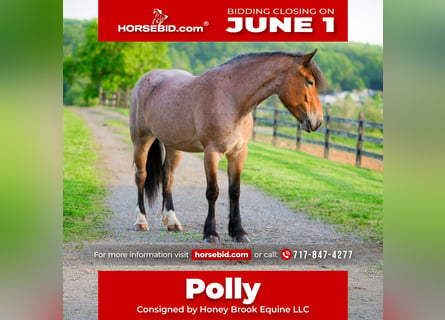 Draft Horse Mix, Mare, 4 years, Roan-Red