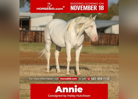 Draft Horse Mix, Mare, 5 years, 14,3 hh, White