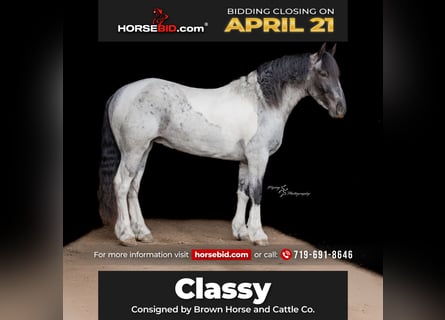 Draft Horse Mix, Mare, 5 years, 15.1 hh