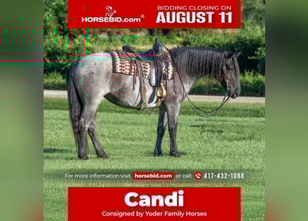 Draft Horse Mix, Mare, 5 years, 15,1 hh, Roan-Blue