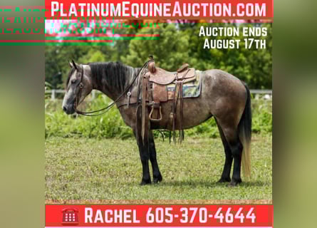 Draft Horse, Mare, 5 years, 15,2 hh, Grey