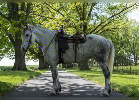 Draft Horse, Mare, 5 years, 16 hh, Gray