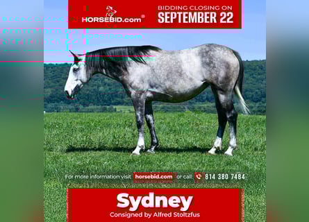 Draft Horse Mix, Mare, 5 years, 16 hh, Grey