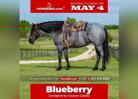 Draft Horse Mix, Mare, 5 years, 16 hh, Roan-Blue