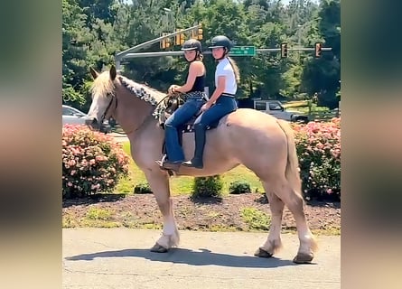 Draft Horse, Mare, 5 years, 17 hh, Roan-Red