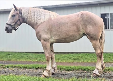 Draft Horse, Mare, 5 years, 17 hh, Roan-Red