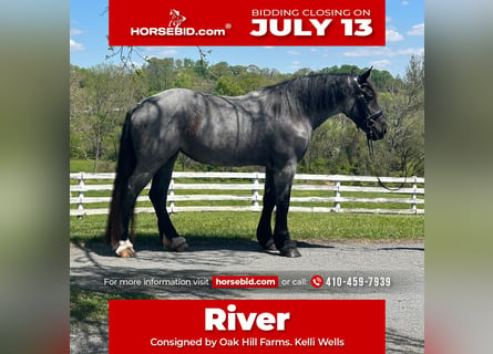Draft Horse Mix, Mare, 5 years, Roan-Blue