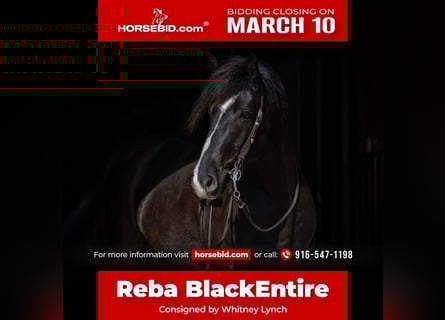 Draft Horse Mix, Mare, 6 years, 15,2 hh, Black