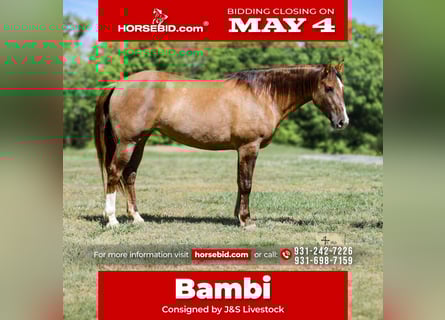 Draft Horse Mix, Mare, 6 years, 16 hh, Dun