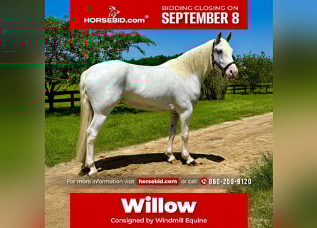 Draft Horse Mix, Mare, 6 years, 16 hh, Grey