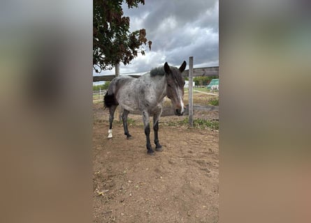 Draft Horse Mix, Mare, 6 years, 16 hh