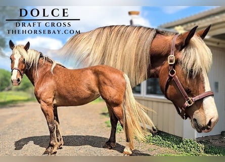 Draft Horse Mix, Mare, 6 years, Bay