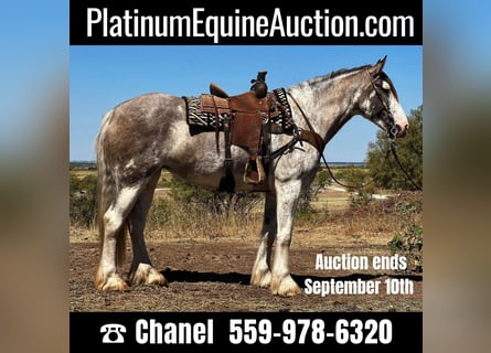 Draft Horse, Mare, 7 years, 16 hh, Roan-Blue